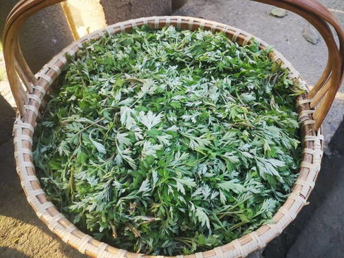 尋味春江 包船采摘野生艾草，手作青團限量500份的匠心之旅