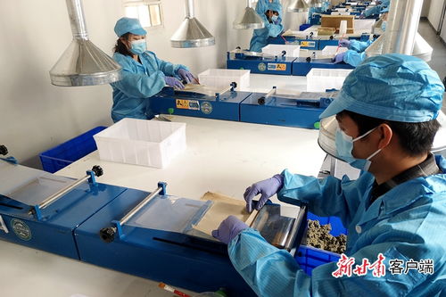 干旱山區長出致富草 蘄艾制品生產開辟生態經濟新路徑